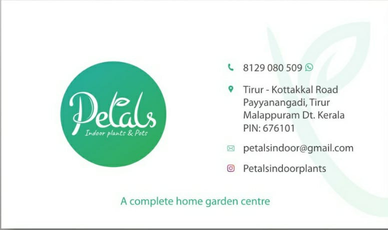 PETALS INDOOR PLANTS PAYYANGADI